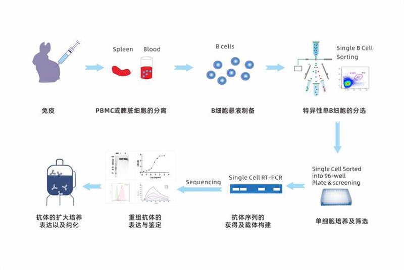 上海生物科技公司的创新之光