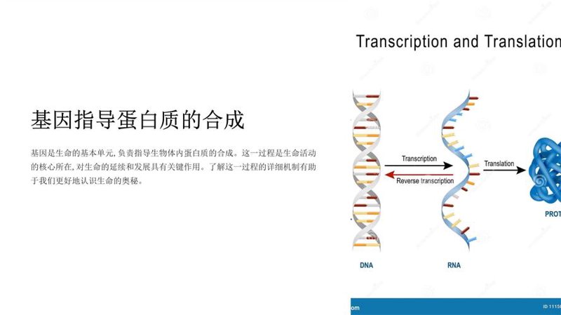 蛋白质表达
